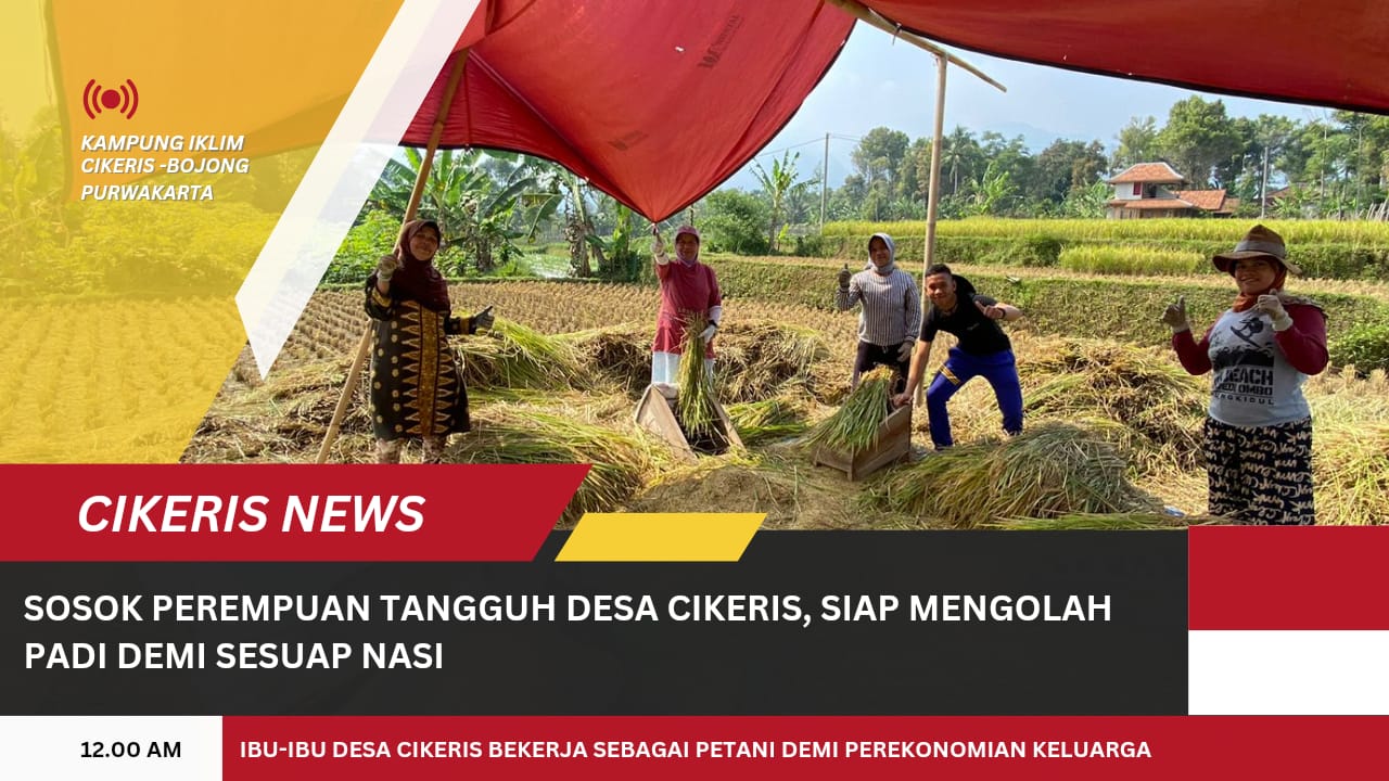 Beginilah Sosok Perempuan Tangguh Desa Cikeris, Siap Menopang Produksi Padi Kabupaten Purwakarta!